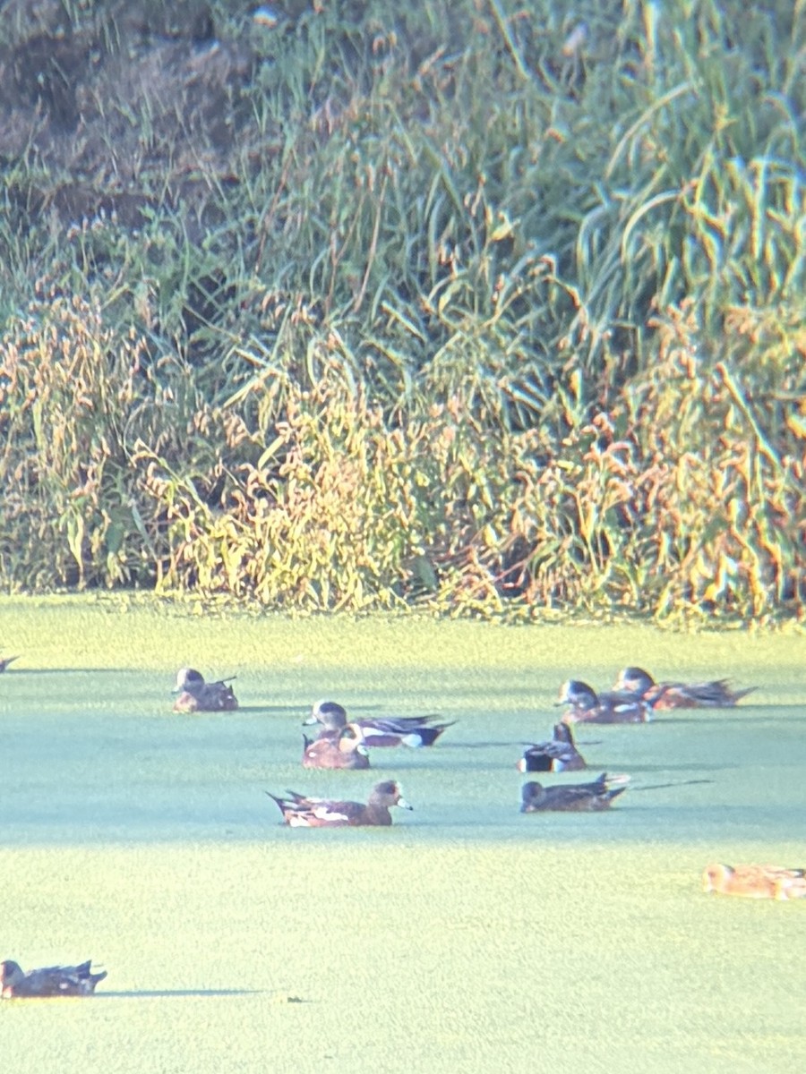 American Wigeon - ML643737151