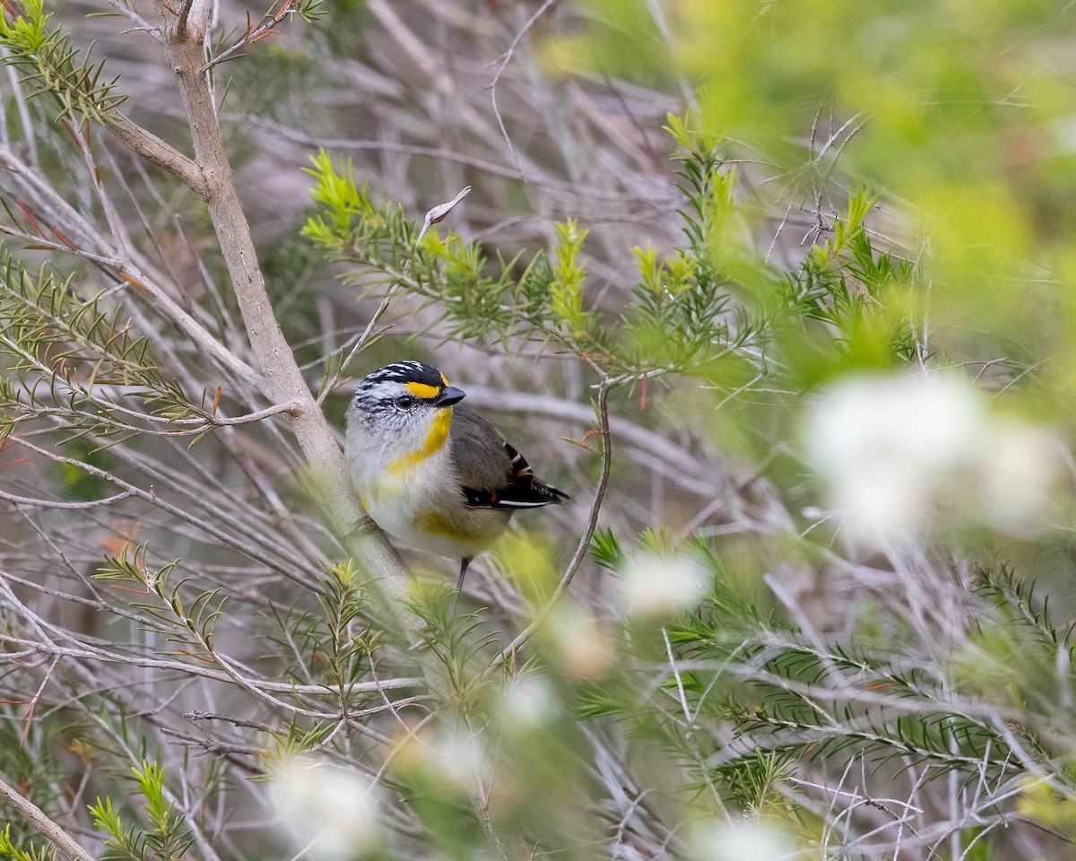 Striated Pardalote - ML643737157