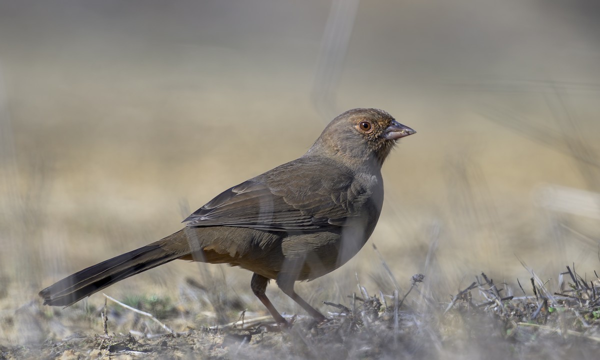 カリフォルニアムジトウヒチョウ - ML643737168