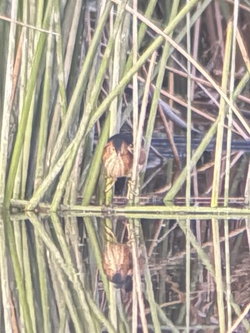 Least Bittern - ML643737179