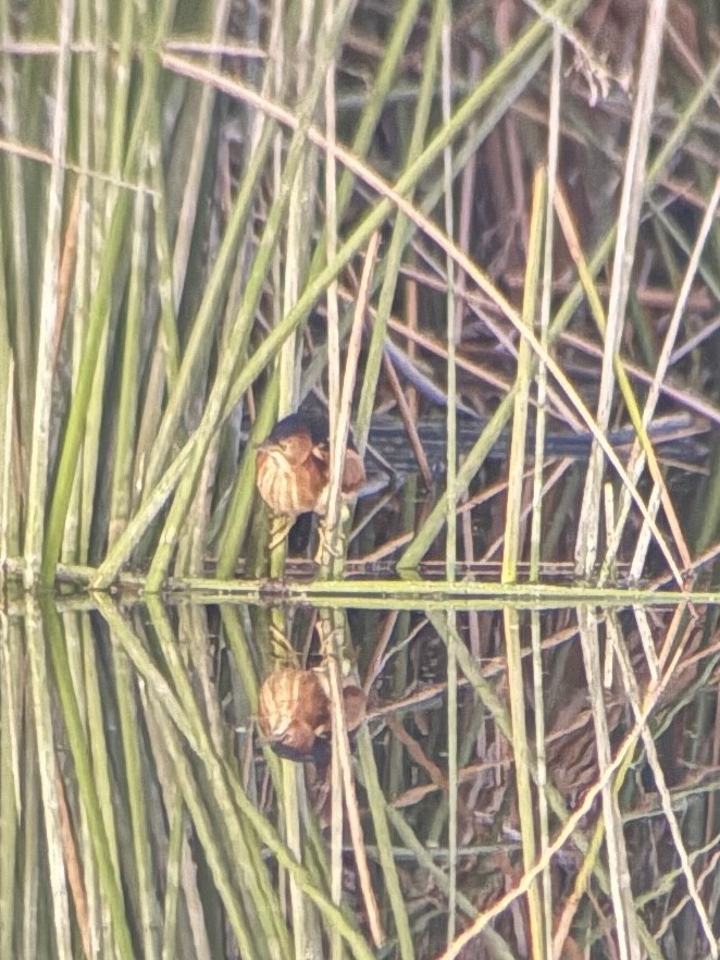 Least Bittern - ML643737180