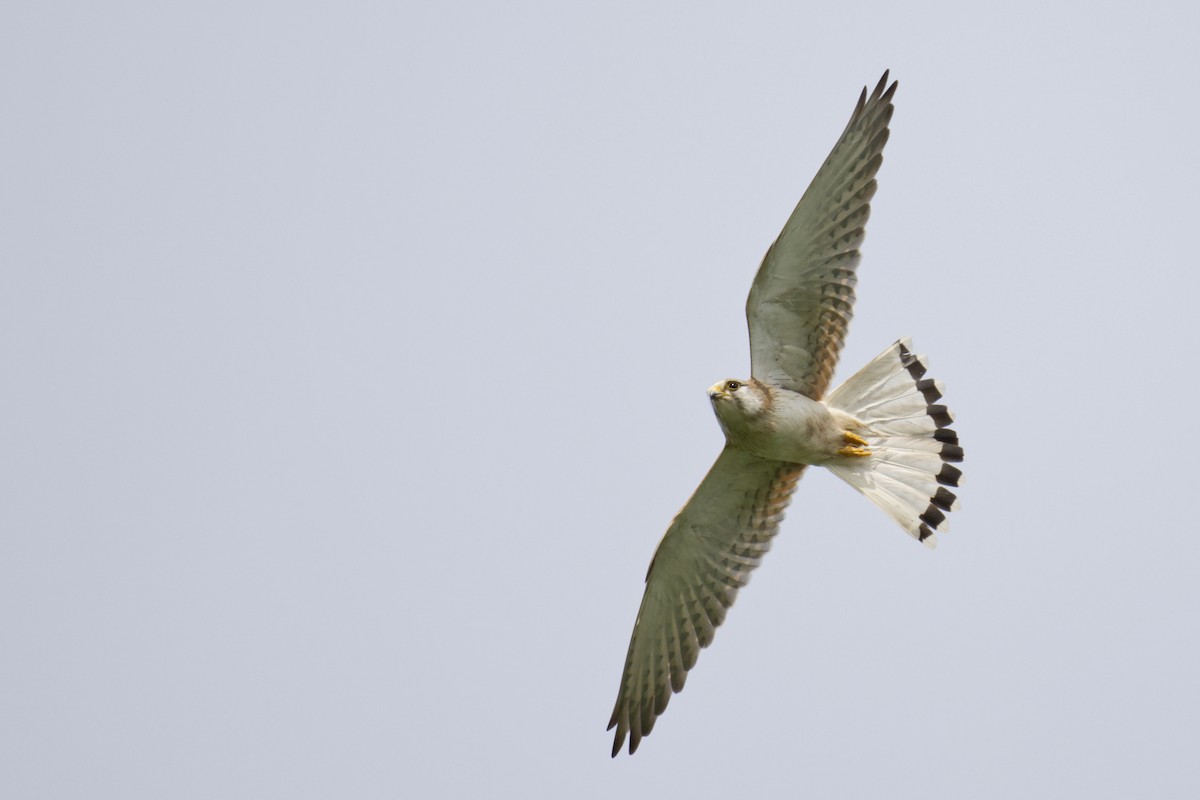 Nankeen Kestrel - ML643737181
