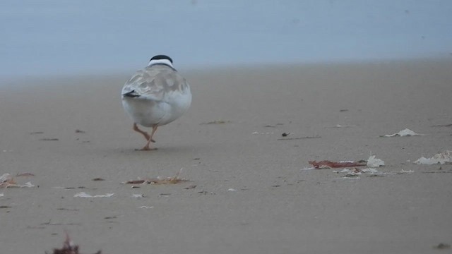 Hooded Plover - ML643737184