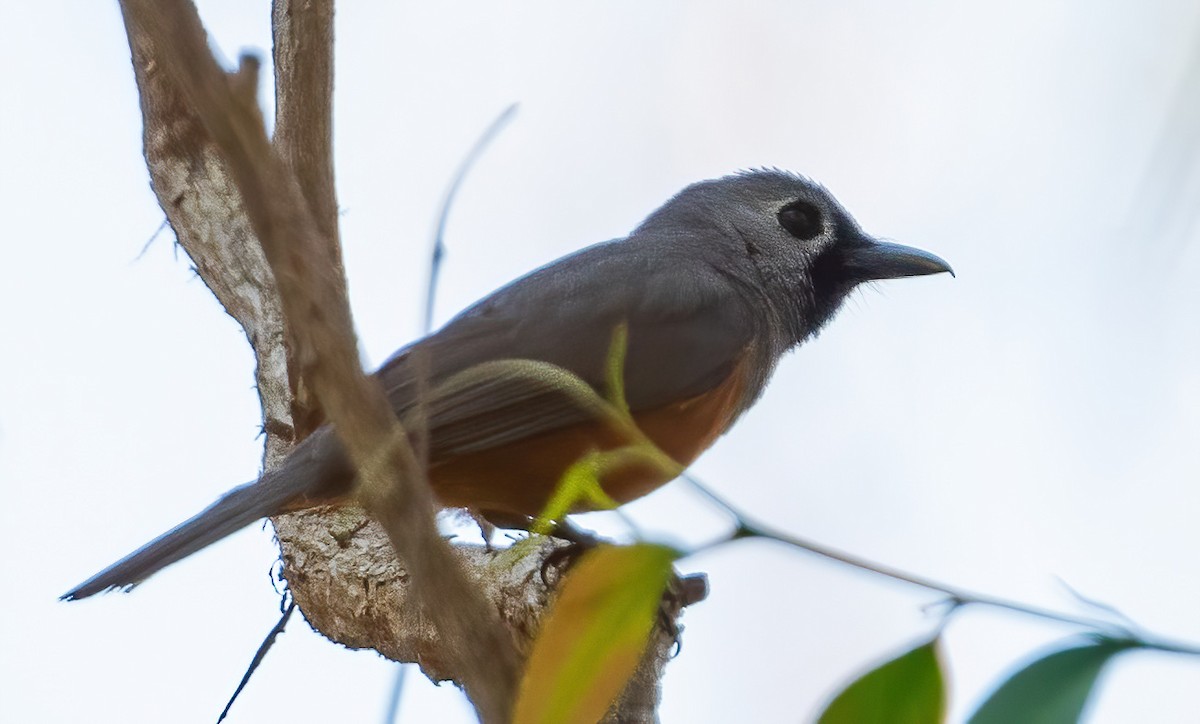 Black-faced Monarch - ML643737188