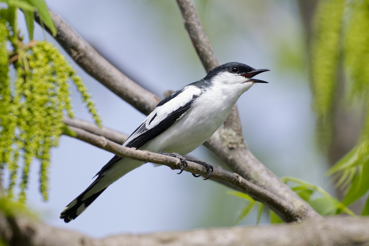 Oruguero Tricolor - ML643737201