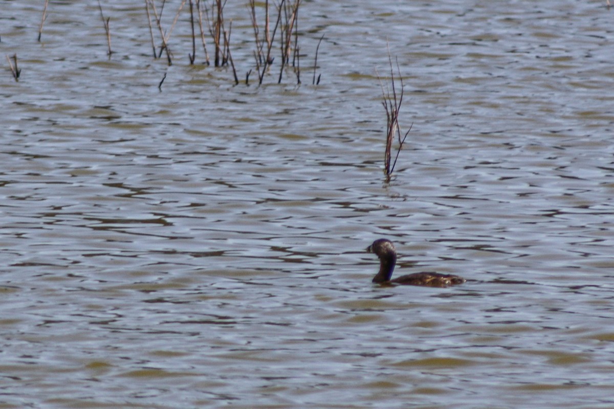 Pied-billed Grebe - ML643737205