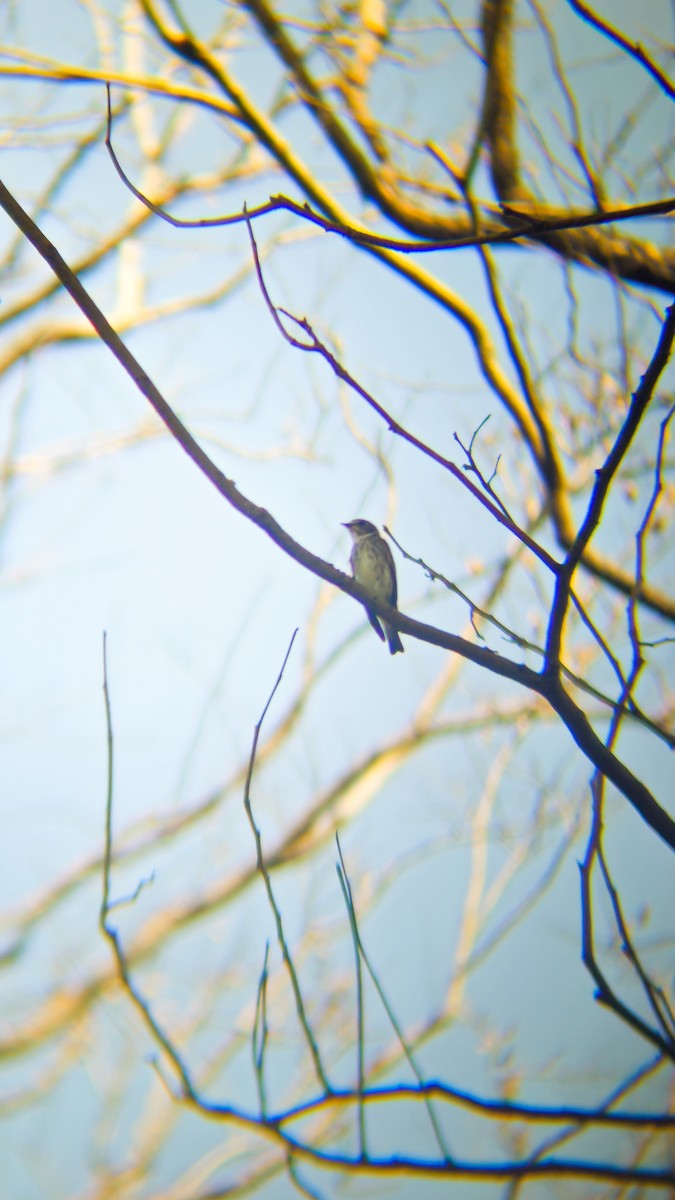 Gray-streaked Flycatcher - ML643737206