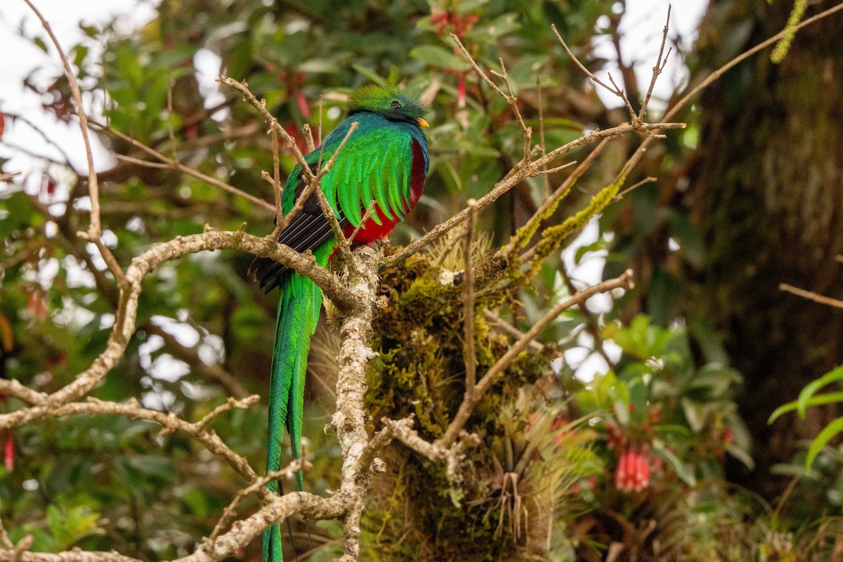 Resplendent Quetzal - ML643737212
