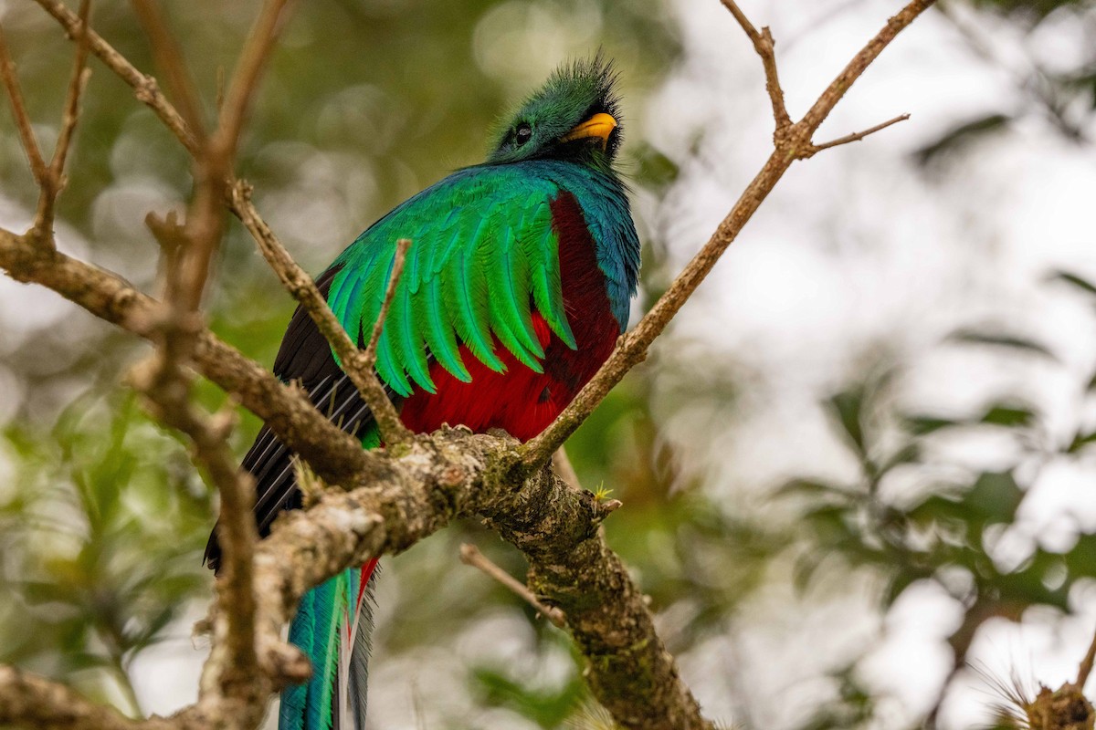 Resplendent Quetzal - ML643737213