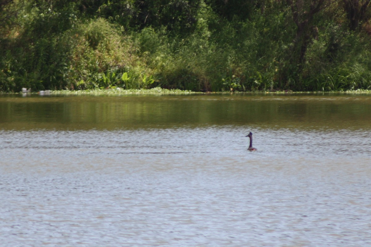 Great Grebe - ML643737214