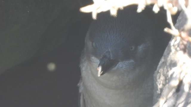 Little Penguin - ML643737219