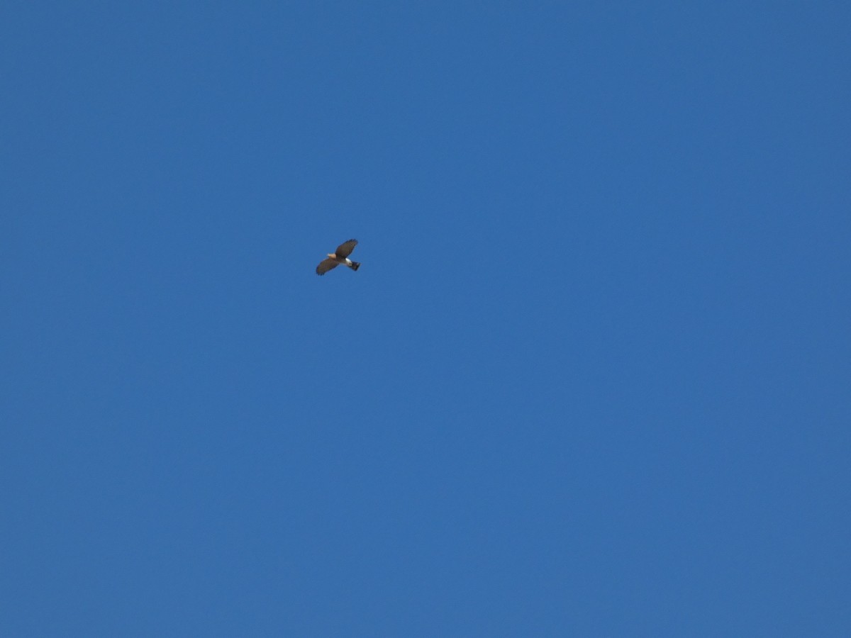 Sharp-shinned Hawk - ML643737220