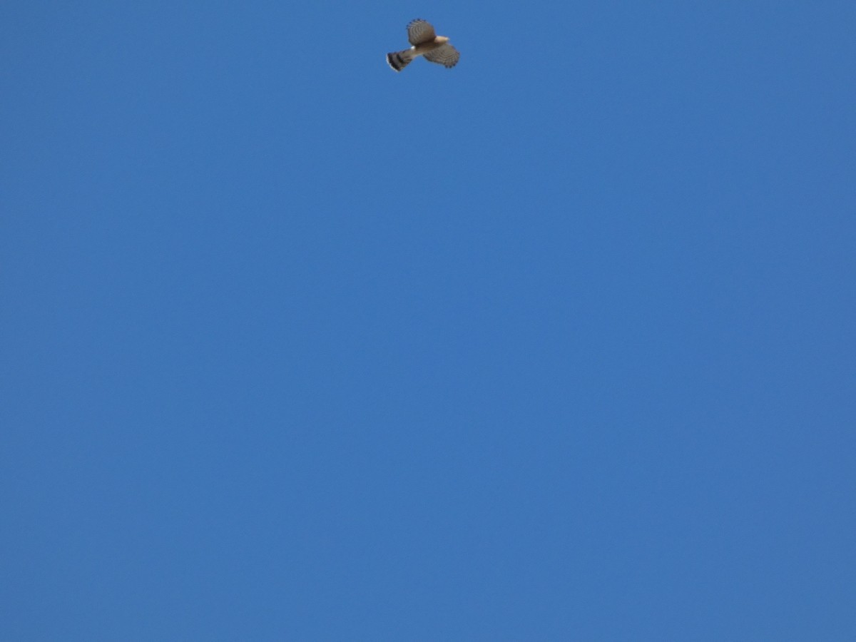 Sharp-shinned Hawk - ML643737221