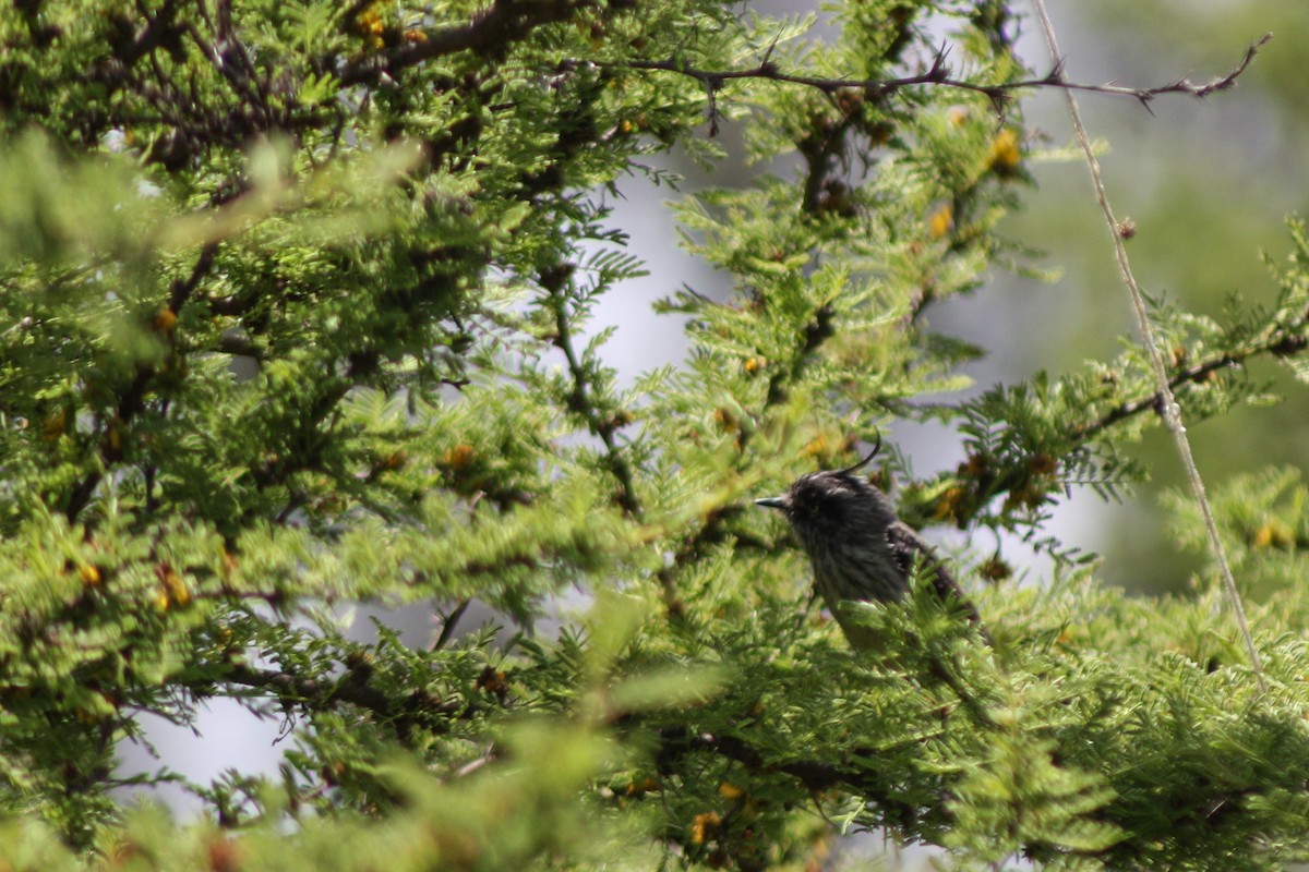 Tufted Tit-Tyrant - ML643737223