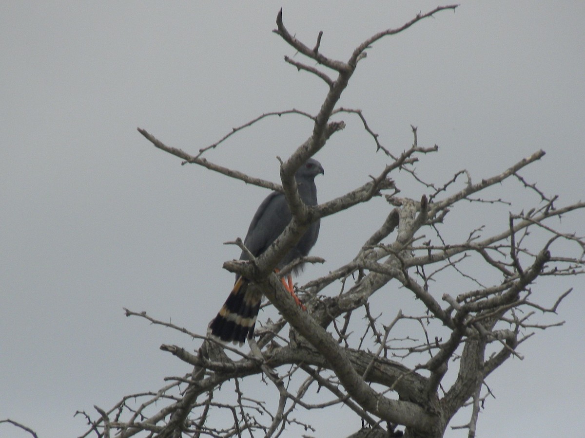 Crane Hawk - ML643737224