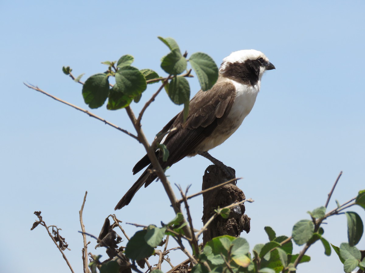 White-rumped Shrike - ML643737227