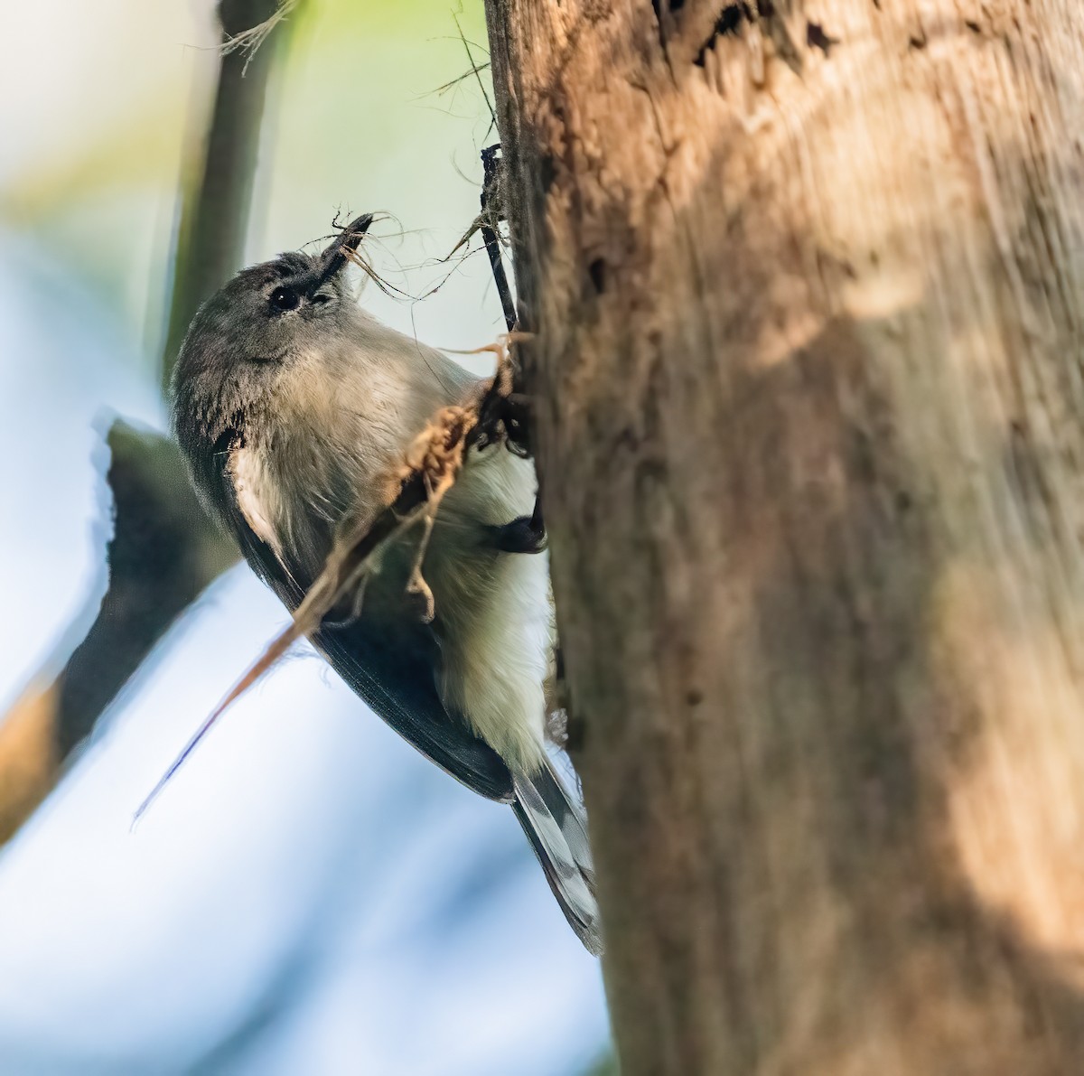 Brown Gerygone - ML643737238