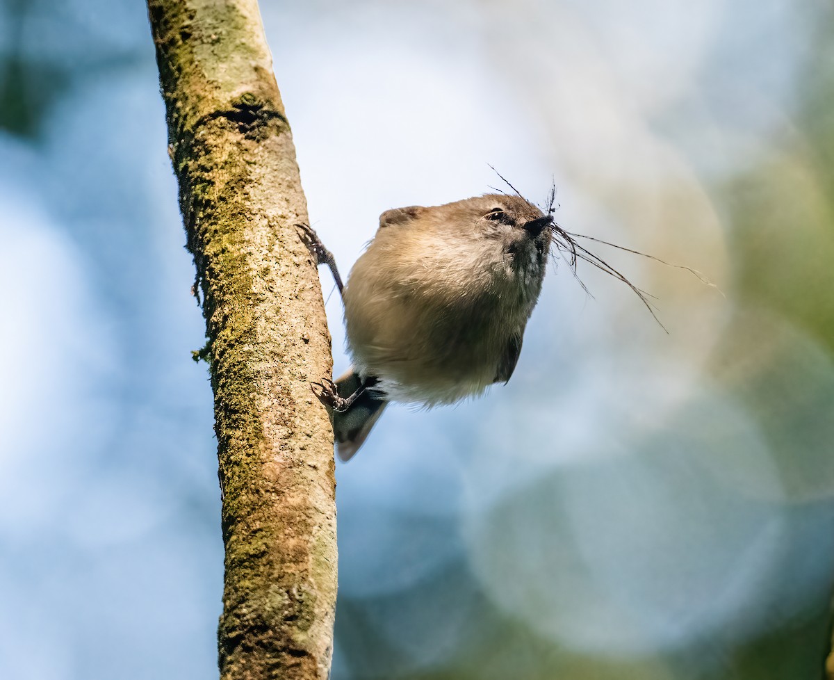 Brown Gerygone - ML643737240