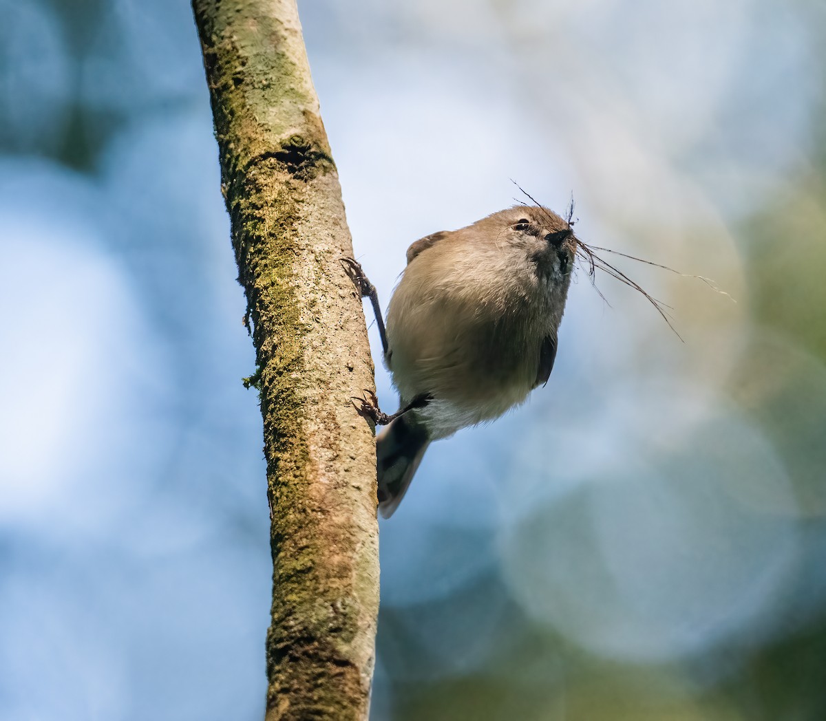 Brown Gerygone - ML643737241