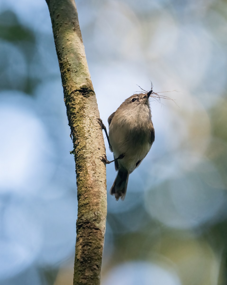 Brown Gerygone - ML643737242
