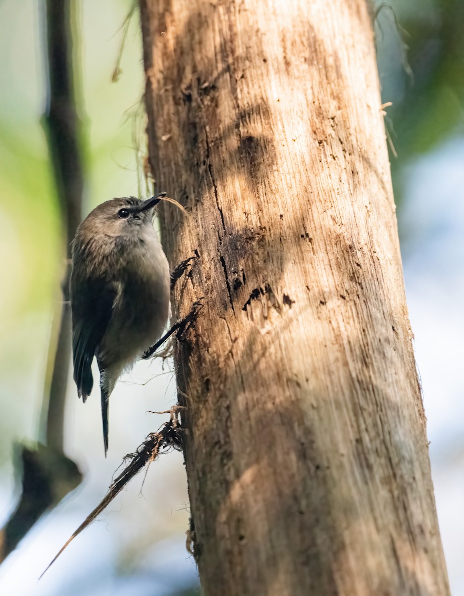 Brown Gerygone - ML643737243