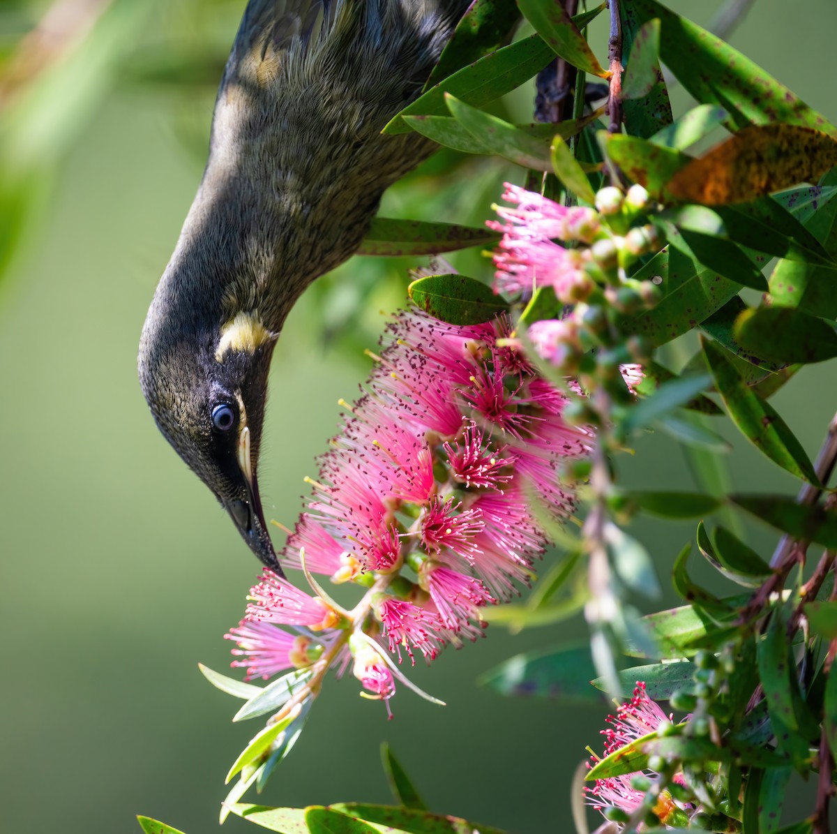 Lewin's Honeyeater - ML643737259