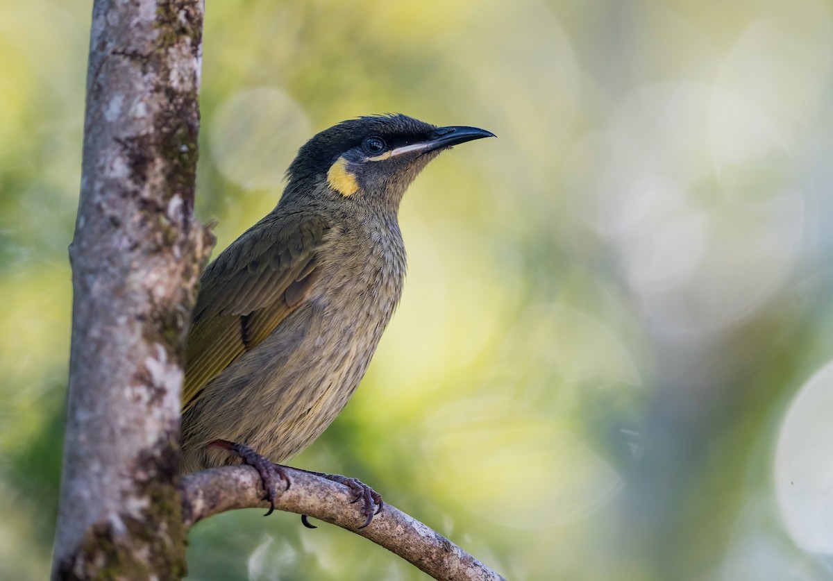 Lewin's Honeyeater - ML643737261