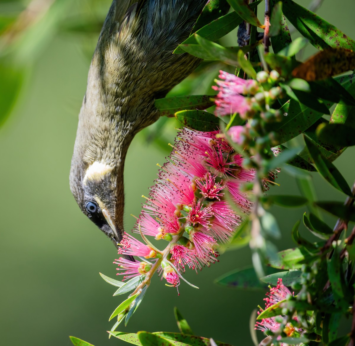Lewin's Honeyeater - ML643737262