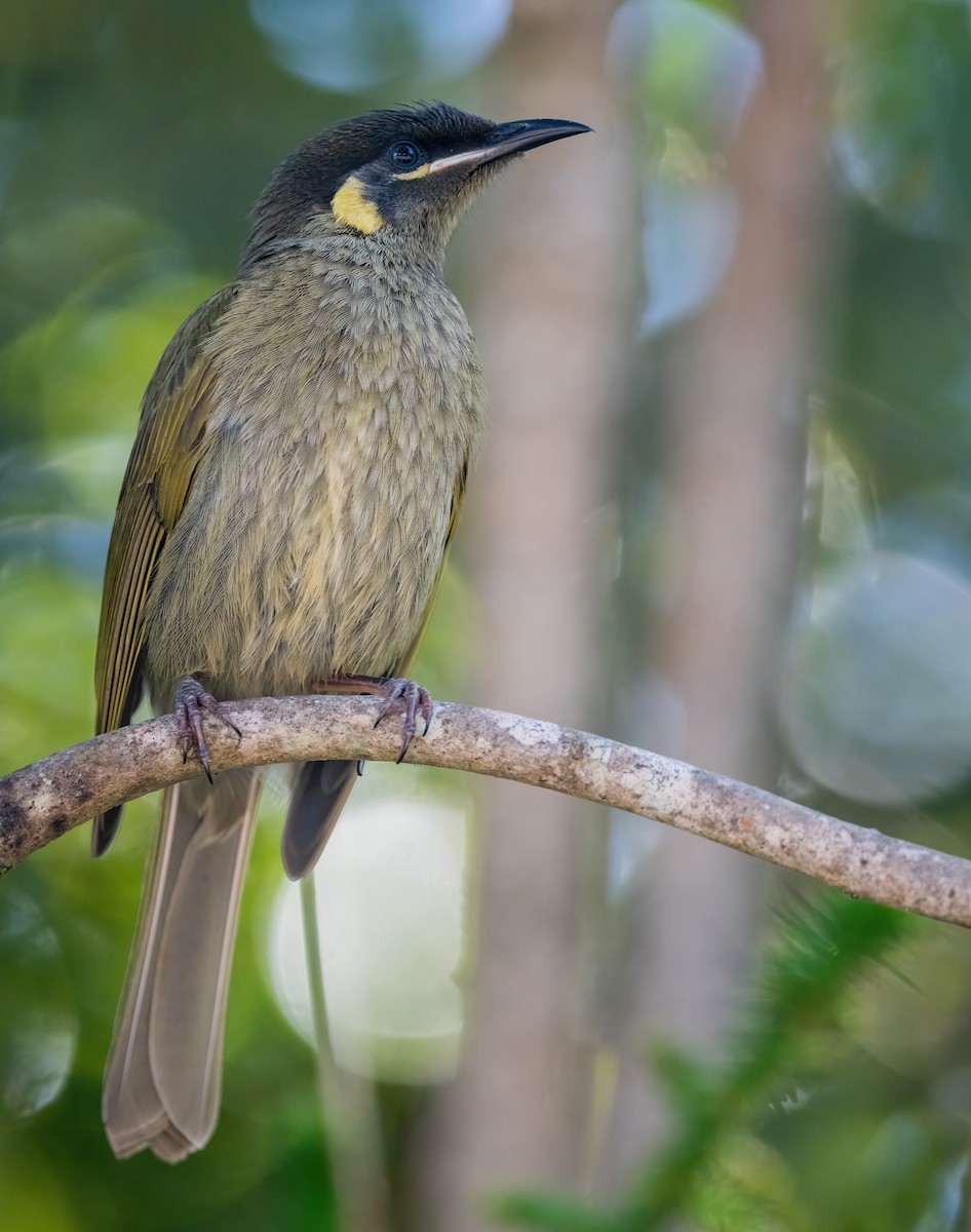 Lewin's Honeyeater - ML643737263
