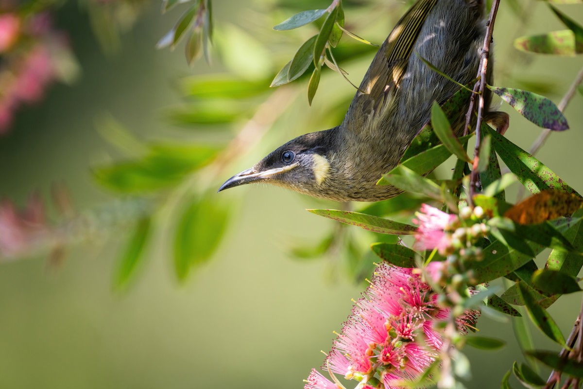 Lewin's Honeyeater - ML643737264
