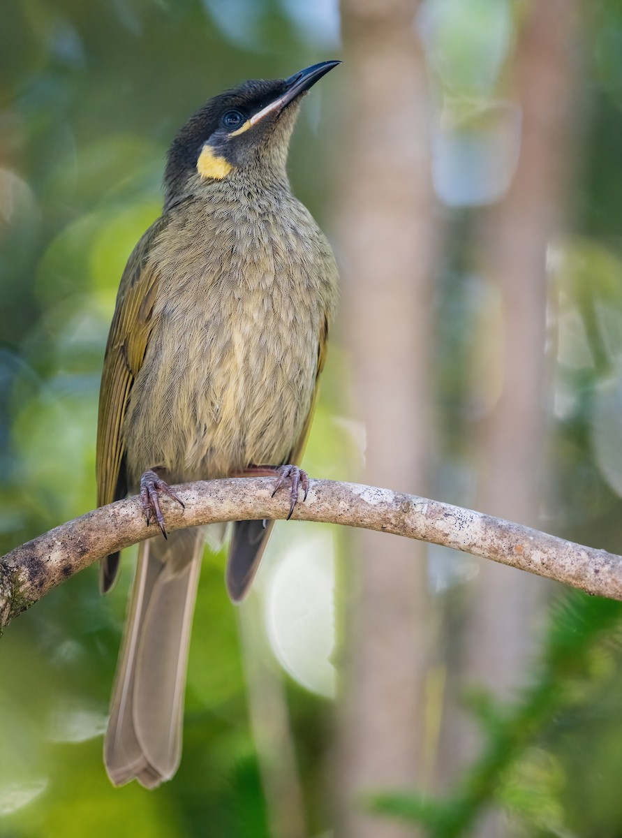 Lewin's Honeyeater - ML643737265