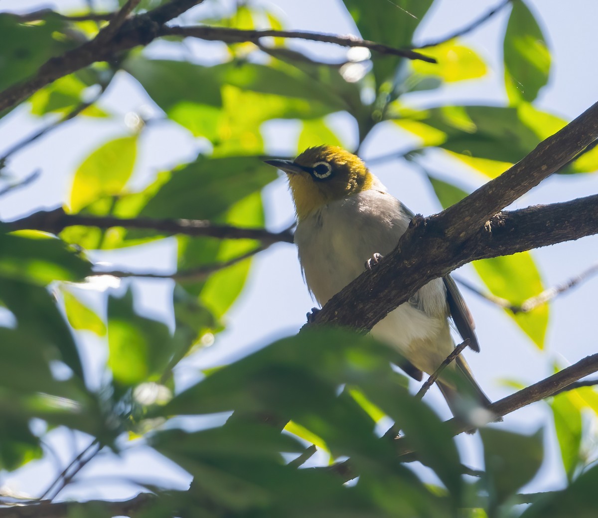 Silvereye - ML643737270