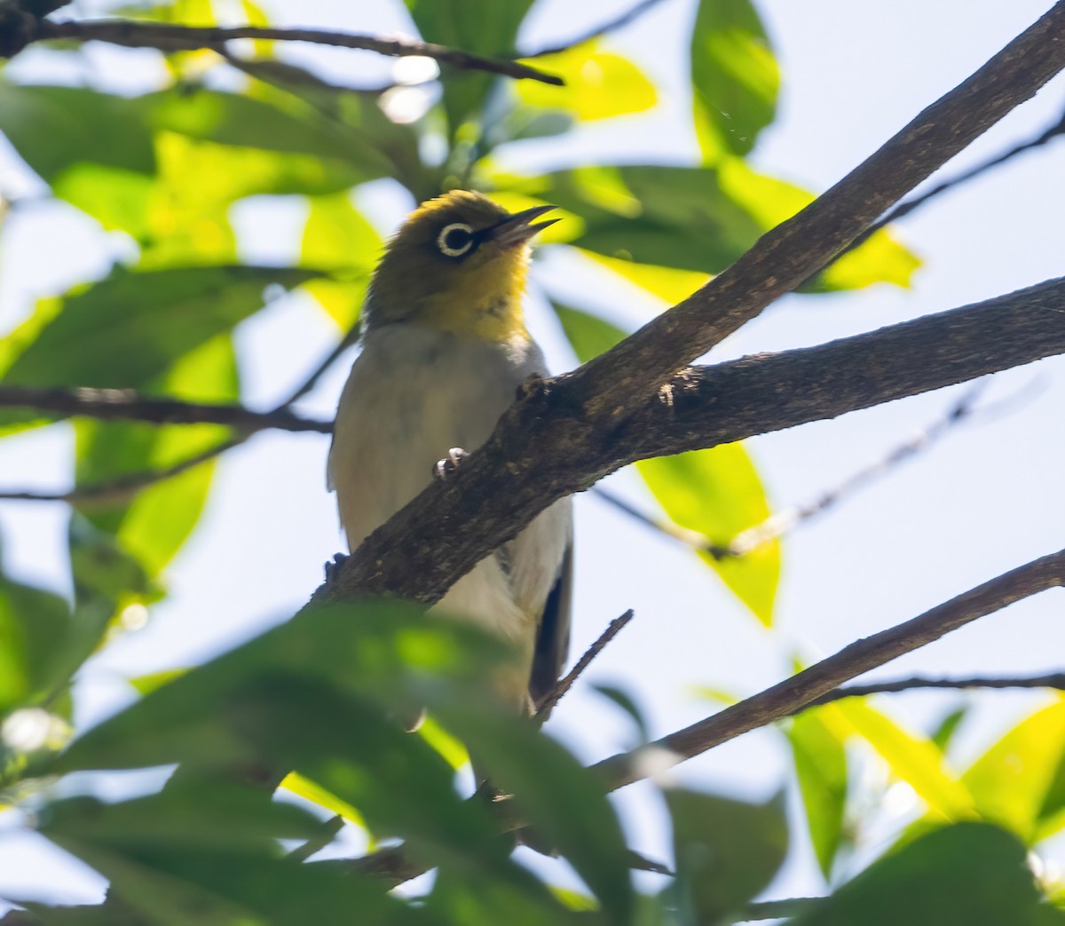 Silvereye - ML643737271
