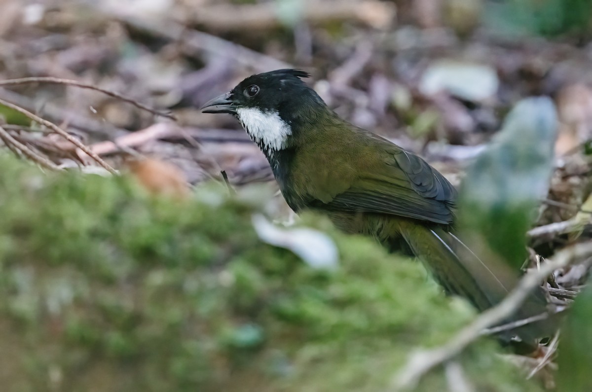 Eastern Whipbird - ML643737277