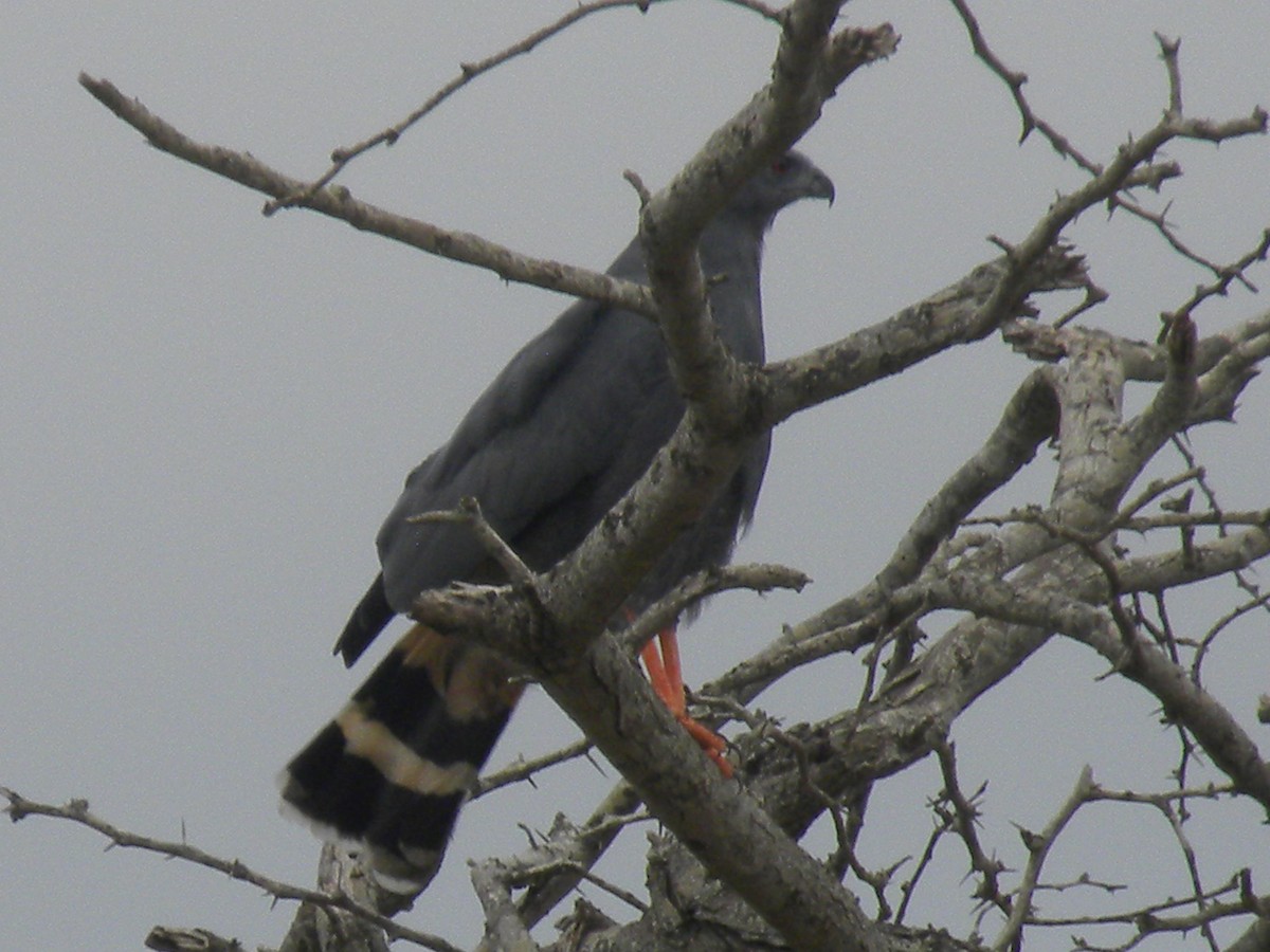 Crane Hawk - ML643737279