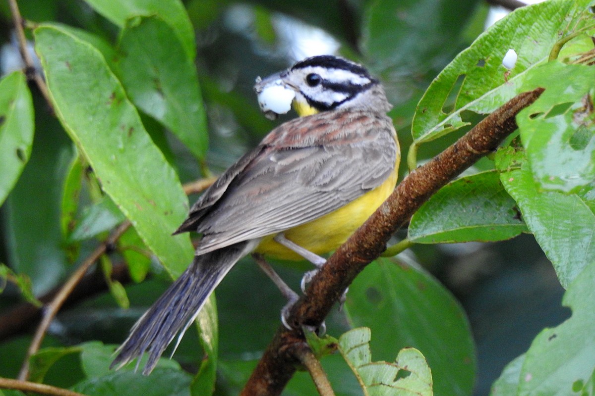 Brown-rumped Bunting - ML643737290