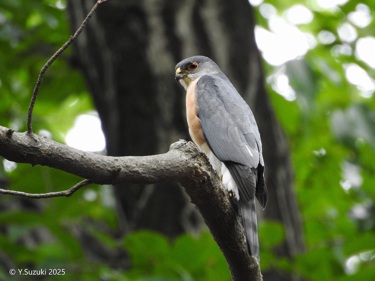 Japanese Sparrowhawk - ML643737301