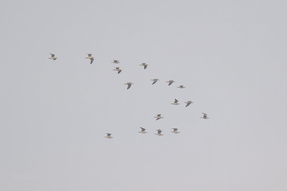 Yellow-legged Gull - ML643737309