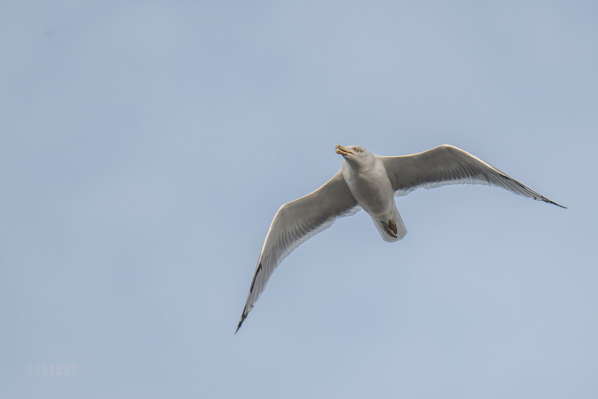 Yellow-legged Gull - ML643737312