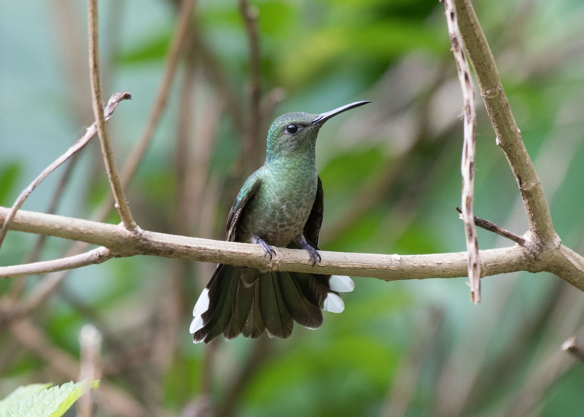 Scaly-breasted Hummingbird - ML643737338