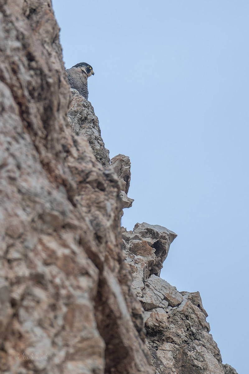Peregrine Falcon - ML643737346