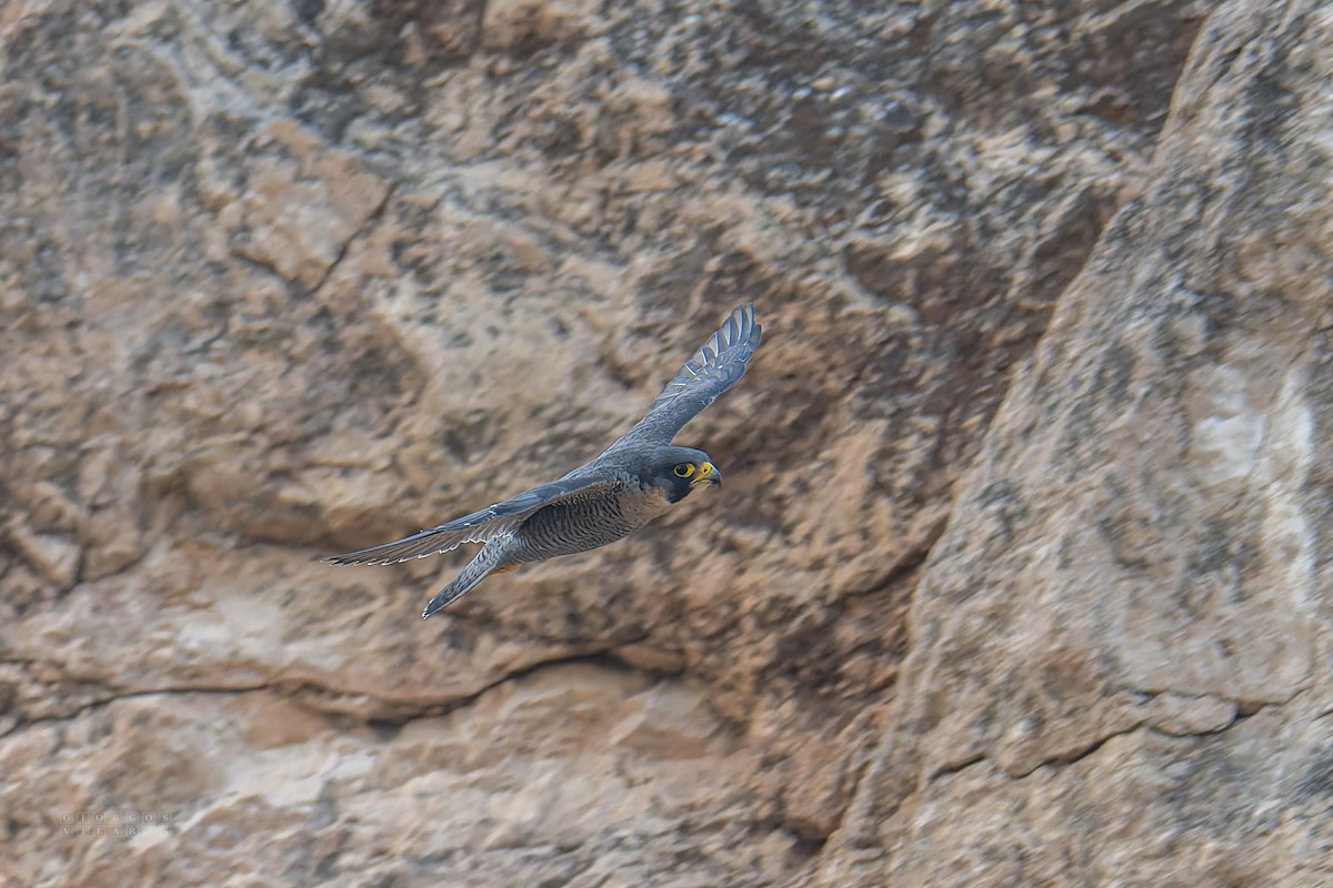 Peregrine Falcon - ML643737347