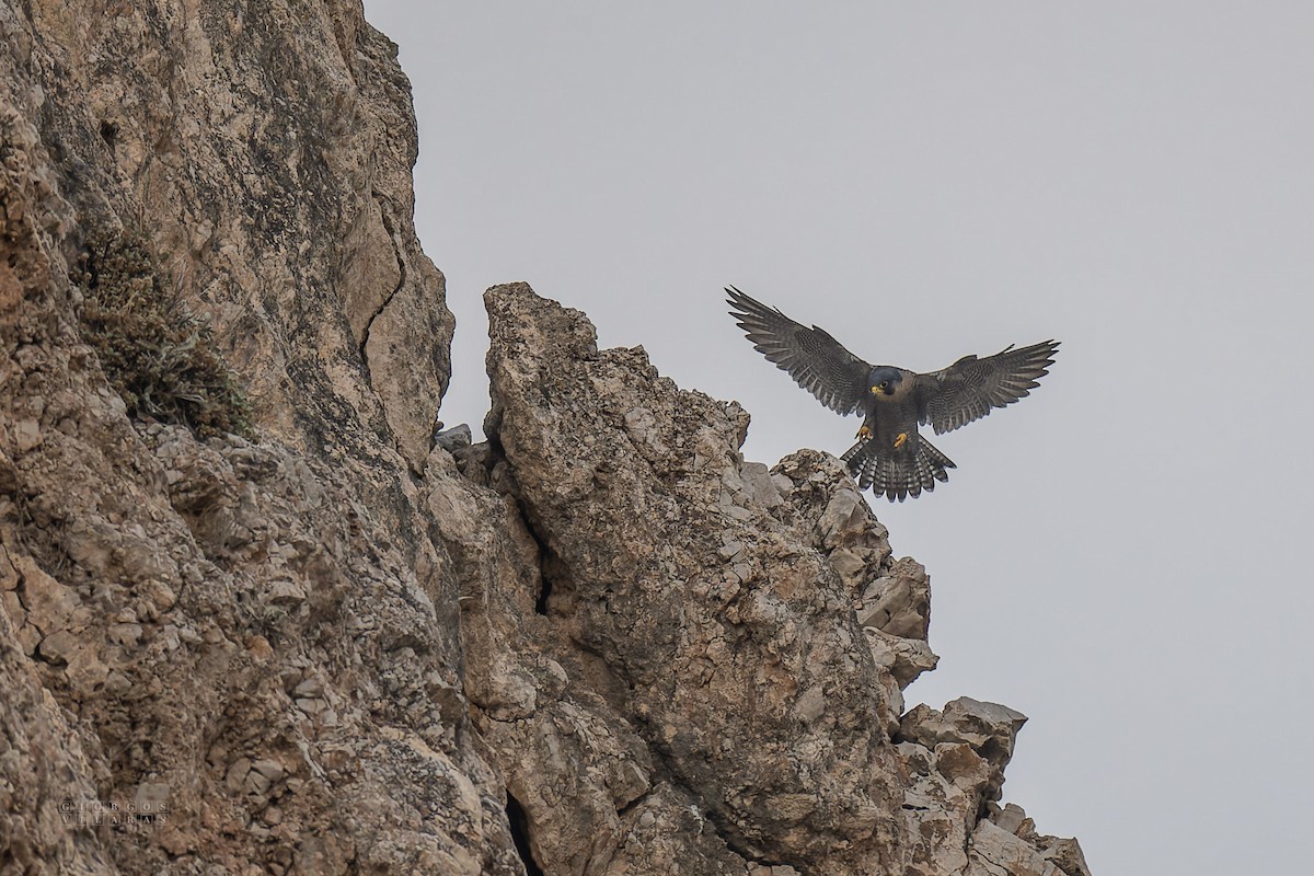 Peregrine Falcon - ML643737348