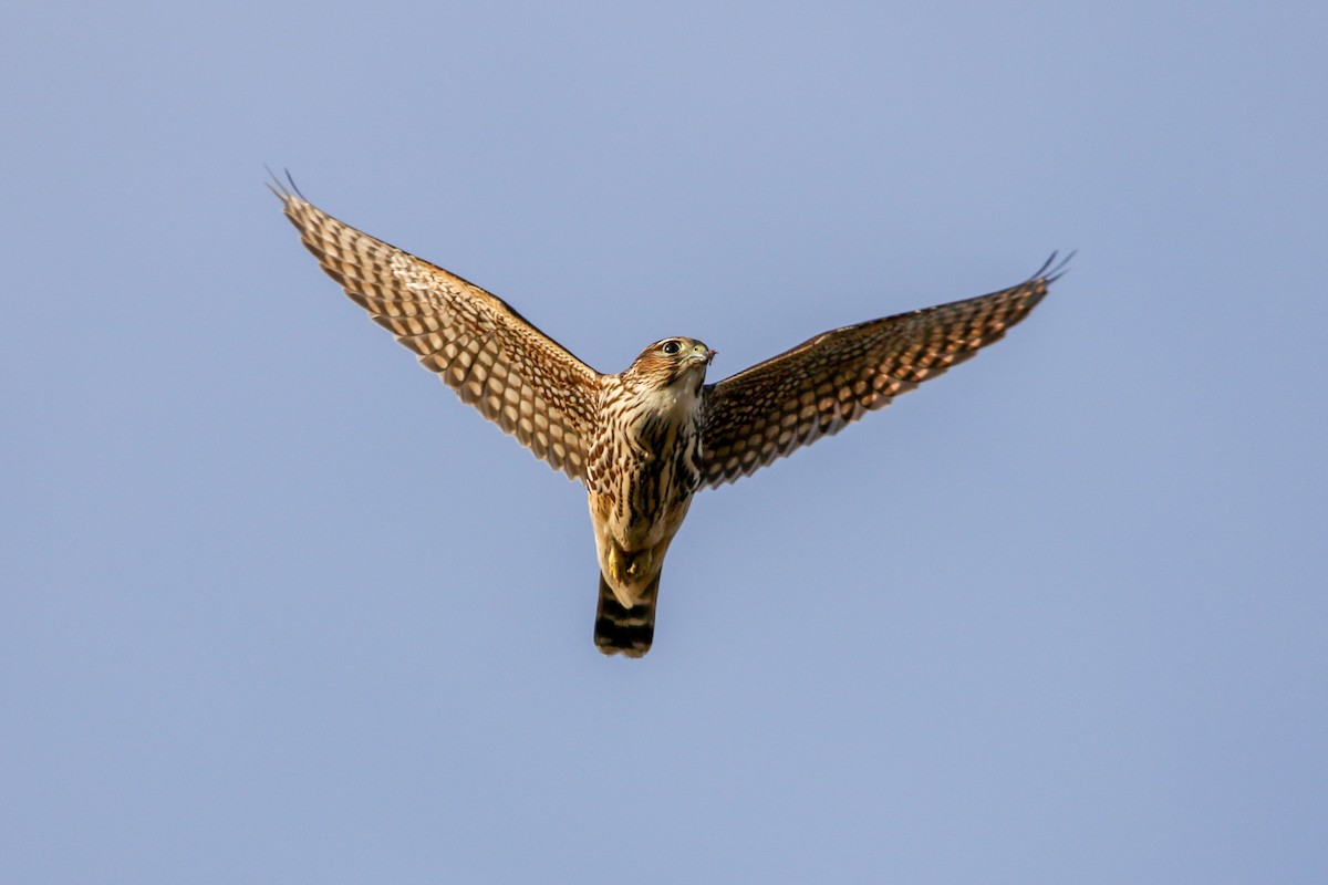 Belatz txikia (columbarius) - ML643737357