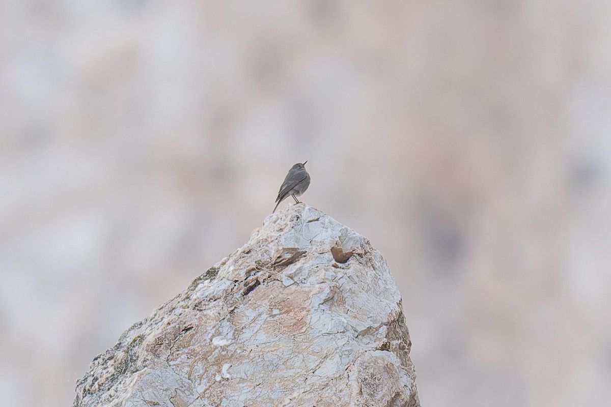 Black Redstart - ML643737363