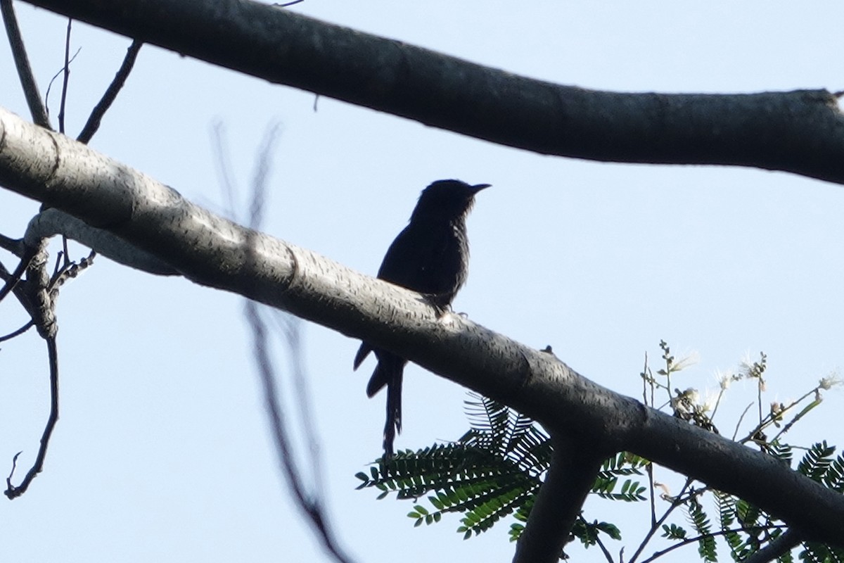 Asya Drongo Guguğu - ML643737366