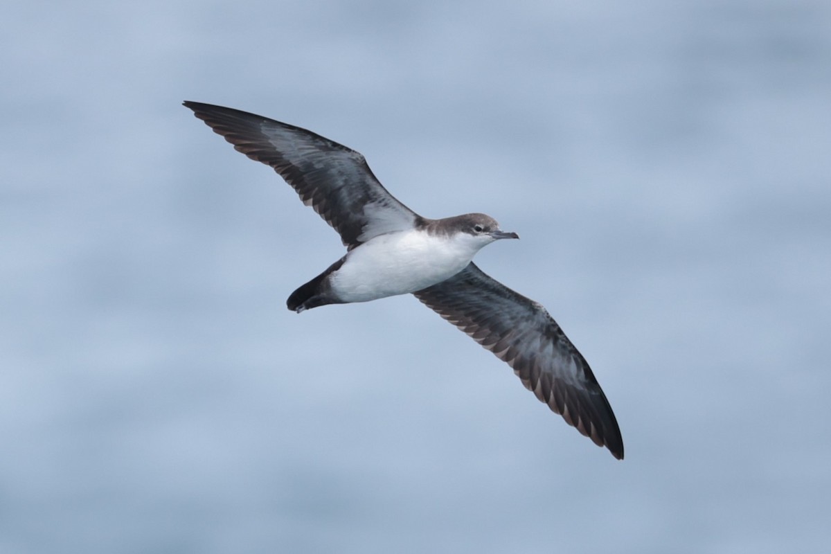 Galapagos Yelkovanı - ML643737383