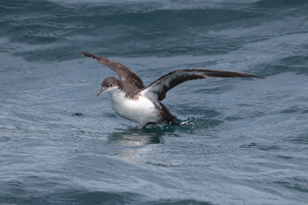Galapagos Yelkovanı - ML643737384