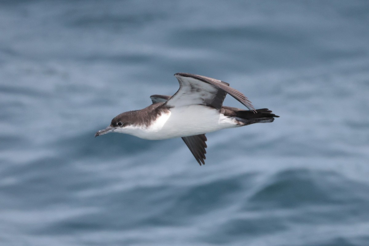Galapagos Yelkovanı - ML643737385
