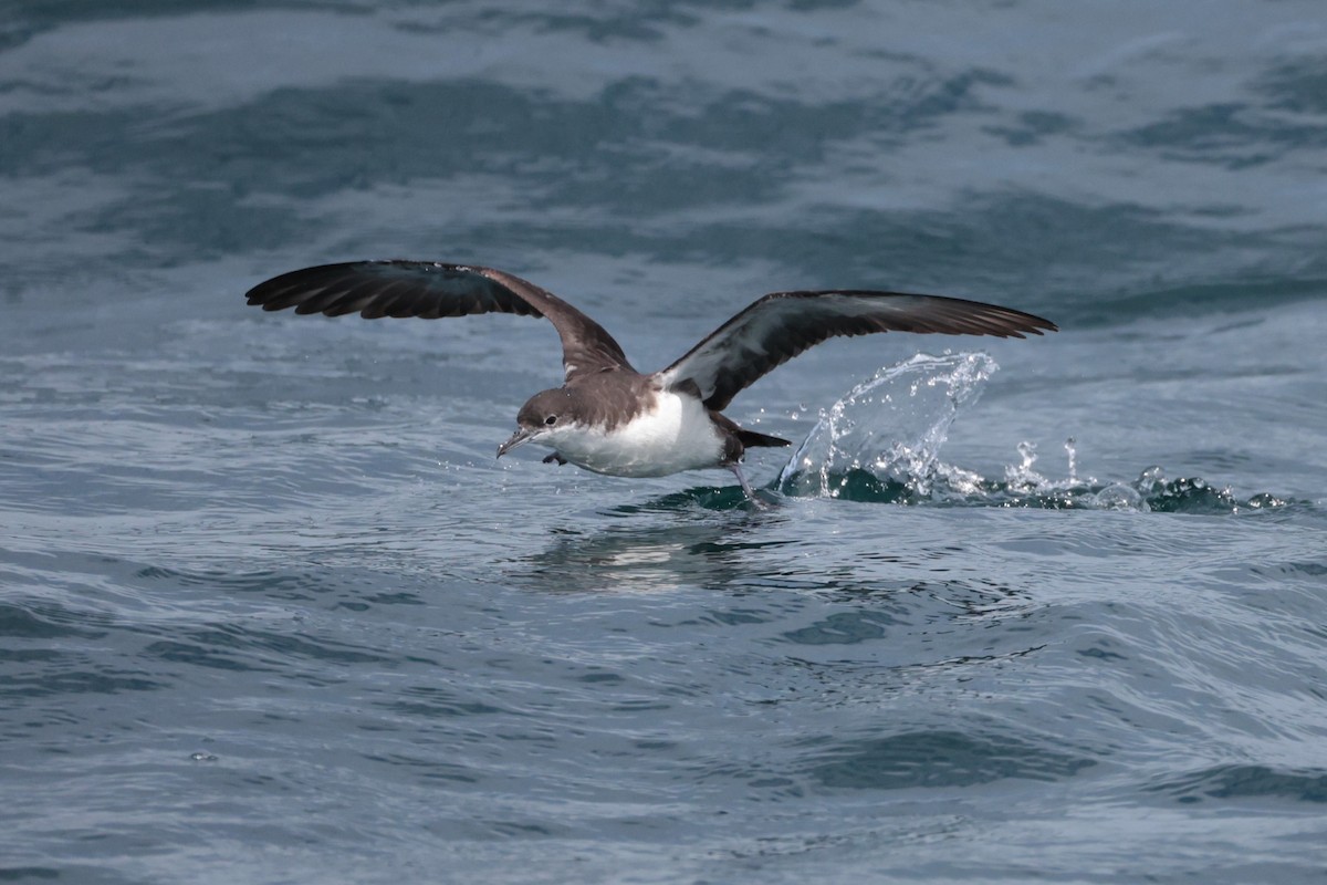 Galapagos Yelkovanı - ML643737386
